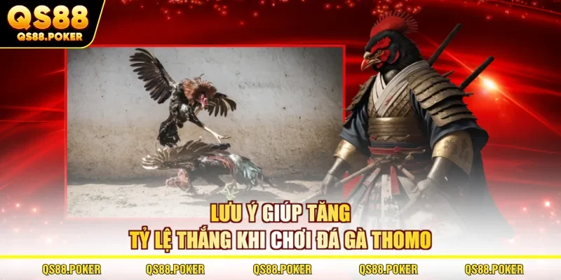 Đá Gà Thomo - Khám Phá Từ A - Z Về Hình Thức Đặc Sắc 2026 3 Lưu ý giúp tăng tỷ lệ thắng khi chơi đá gà Thomo