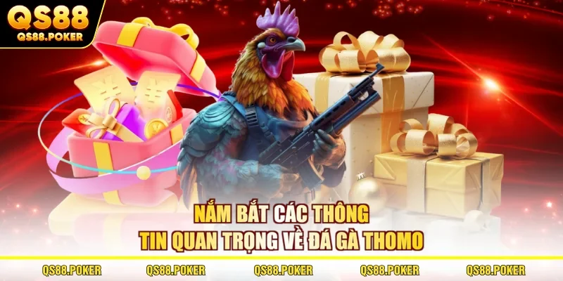 Đá Gà Thomo - Khám Phá Từ A - Z Về Hình Thức Đặc Sắc 2026 2 Nắm bắt các thông tin quan trọng về đá gà Thomo