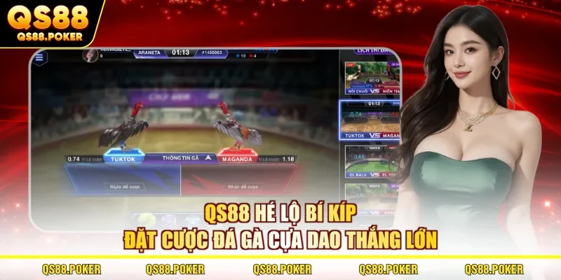 Đá Gà Cựa Dao | Mãn Nhãn Với Hình Thức Chọi Kê Gay Cấn #1 3 QS88 hé lộ bí kíp đặt cược đá gà cựa dao thắng lớn